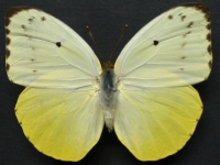 Adult Female Upper of Yellow Migrant - Catopsilia gorgophone gorgophone